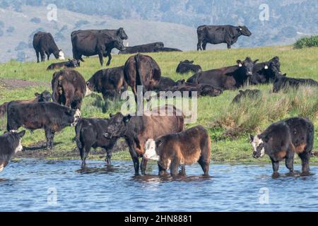 Eine Herde Kühe steht am Rande eines Teiches und Weidelandes in Point Reyes National Seashore in Kalifornien. Die Anwesenheit von Rindern in diesem Gebiet ist umstritten. Stockfoto