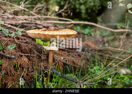 Essbare Sonnenschirmpilze wachsen auf einer alten Lichtung im Wald Stockfoto
