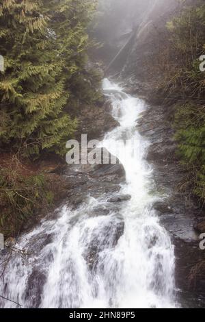 Water Creek in Canadian Nature mit grünen Bäumen während des nebligen Wintertages. Stockfoto