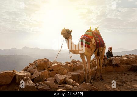 Kamel und Beduinen ruhen am Rand einer Klippe, während sie den Mount Moses besteigen. Beduinen-Lifestyle. Sinai-Halbinsel, Ägypten. 14. Oktober 2022. Stockfoto