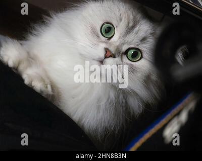 Nahaufnahme des Gesichts einer schönen silbernen Chinchilla-perserkatze mit grünen Augen Stockfoto