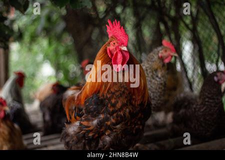 Nahaufnahme mit selektivem Fokus eines Hahns, der auf einem unscharfen Hintergrund im Coop steht Stockfoto