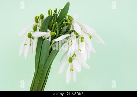 Schöne frische Schneeglöckchen Blumen Frühling auf hellgrünem Hintergrund Stockfoto