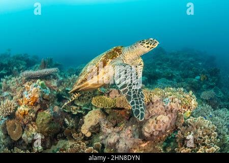 Eine vom Aussterben bedrohte Karettschildkröte, Eretmochelys imbricata, streift über ein Riff im Pazifischen Ozean auf den Philippinen. Stockfoto