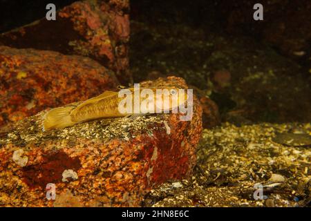 Der Blackeygoby, Rhinogobiops nicholsii, ist die einzige Art, die unter der Gattung Rhinogobiops, British Columbia, Kanada, klassifiziert ist. Stockfoto