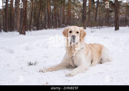 Porträt eines süßen reinrassigen Hundes, der auf dem Schnee liegt, während er an der frischen Luft im Winterwald spazieren geht Stockfoto