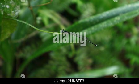 Nahaufnahme einer Blauschwanzdamselfly, die am Ende einer dünnen Blattspitze ruht Stockfoto