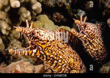 Ein paar Drachen Muränen, Enchelycore pardalis, vor der Insel Maui, Hawaii. Stockfoto