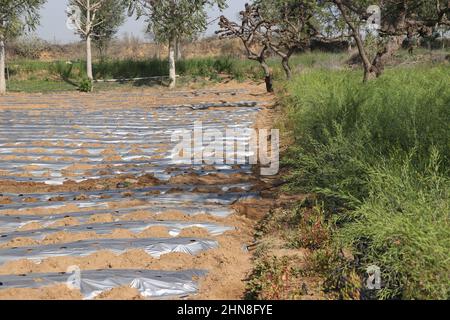 Moderne Landwirtschaft mit Feldfrüchten. Stockfoto