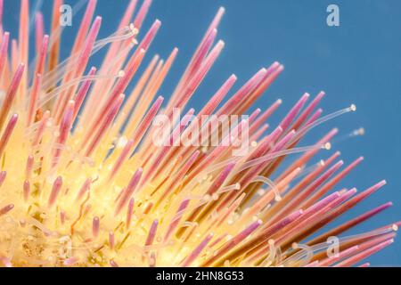 Ein genauer Blick auf die Stacheln und Rohrfüße des bunten Seeigel, Lytechinus variegatus, auch als der grüne Seeigel bezeichnet, obwohl die Farbe Stockfoto