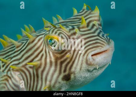 Der Netzbursche, Chilomycterus antillarum, reicht etwa einen Fuß lang, Florida, USA. Stockfoto