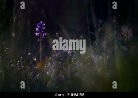 Orchis militaris, militärische Orchidee, blühende europäische terrestrische Wildorchidee, Lebensraum Natur, Detail der Blüte mit grünem klarem Hintergrund, Tschechisch. Stockfoto