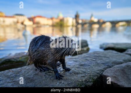 Nutria, Weitwinkel mit Flussstadt Lebensraum, Moldau, Prag, Tschechische Republik. Myocastor coypus, große Maus mit großem Zahn mit Haus und Brücke, Urben wi Stockfoto