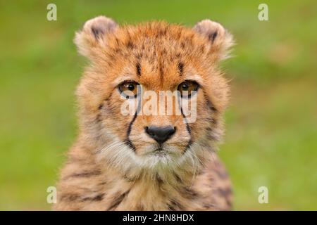Cheetah, Porträt von niedlichen jungen Babe. Nahaufnahme des jungen Fellmantels. Schnellstes Säugetier des Landes, Kgalagadi, Botswana. Wildlife-Szene aus afrikanischem na Stockfoto