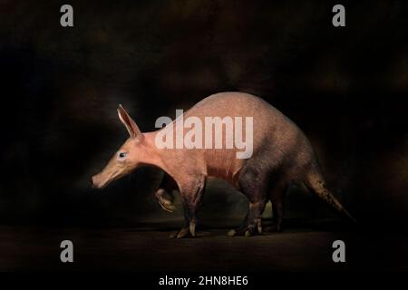 Aardvark, Orycteropus afer, eingrabende, in Afrika heimische Nachtsäuger. Verrücktes Tier in der dunklen Nacht. Aardvark, in der Natur Lebensraum, Tansania. A Stockfoto
