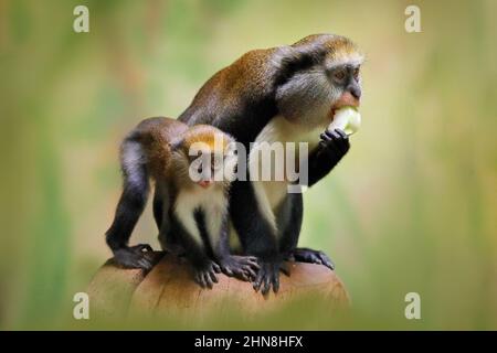 Familie, die Obst füttert. Campbells mona-Affe oder Campbells Guenon-Affe, Cercopithecus campbelli, in einem natürlichen Lebensraum. Primas aus der Elfenbeinküste, Gambia Stockfoto