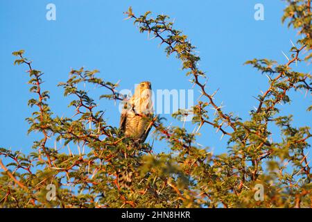 Großer Turmfalken oder Weißäugiger Turmfalken, Falco rupicoloides, sitzend auf dem Baumzweig mit blauem Himmel, Kgalagadi, Botswana, Afrika. Wildlife-Szene aus Stockfoto