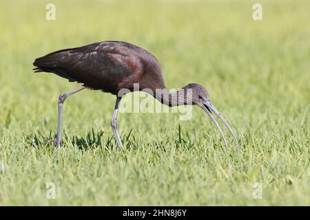 Hochglanz ibis, Morro Jable, Fuerteventura, Kanarische Inseln, Januar 2022 Stockfoto