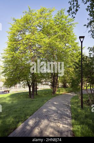Ein Parkweg zwischen blühenden Bäumen unter blauem Himmel. Nowosibirsk, Sibirien, Russland Stockfoto