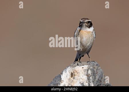 Fuerteventura Stonechat, Barranco de Joros, Fuerteventura, Kanarische Inseln, Januar 2022 Stockfoto