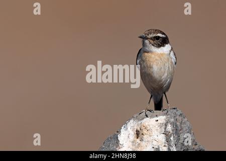 Fuerteventura Stonechat, Barranco de Joros, Fuerteventura, Kanarische Inseln, Januar 2022 Stockfoto