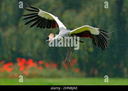 Grauer Kranich im Flug, Balearica regulorum, mit dunklem Hintergrund. Vogelkopf mit Goldwappen bei starkem Regen, Afrika, Tansania. Großer Vogel fliegt in Th Stockfoto