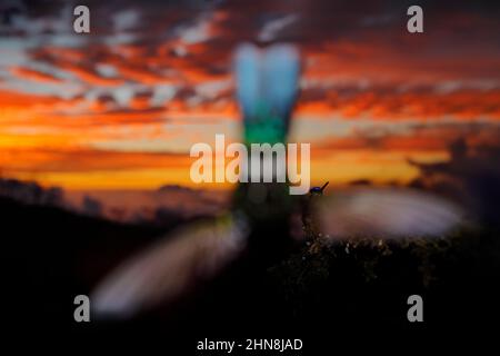 Kolibri orange Sonnenuntergang. Vogel im Abenduntergang mit Talamanca bewunderungswürfiger Kolibri, Eugenes spectabilis, Portrait eines schönen Vogels mit Abendl Stockfoto