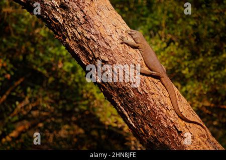 Sri Lanka Land Monitor Eidechse auf dem Baumstamm im Wald. Wildlife-Szene aus Asien. Reptil im Lebensraum. Abendlicht in der Natur, Sri Lan Stockfoto