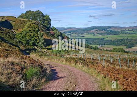 Moorpfad auf einem Hügel über dem Tay Valley, mit Blick auf die Hügel über dem Tal, Herbst, Tayside, Perthshire Schottland Großbritannien Stockfoto