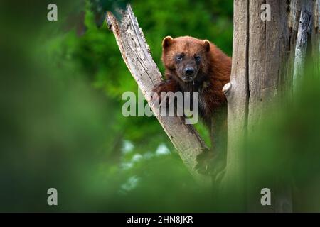 Wolverine auf dem Baumstamm. Detail Porträt von wildem Vielfraß. Gefahr Tier in Finnland Taiga. Säugetier im Wald. Raptor in den grünen Fores Stockfoto