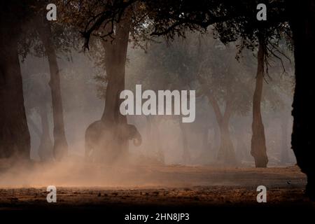 Staubsturm. Elefant im Mana Pools NP, Simbabwe in Afrika. Großes Tier im alten Wald, Abendlicht, Sonnenuntergang. Magische Wildtierszene in der Natur. Afrikanisch Stockfoto