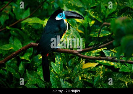 Der kanalschnabelige Toucan, Ramphastos vitellinus, sitzt auf dem Ast im tropischen grünen Dschungel in Brasilien. Detail Porträt von Tukan. Vogelbeobachtung im Süden Stockfoto