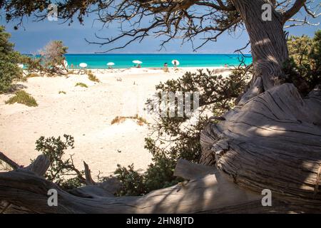 Detail eines ausgetrockneten Zedernstammes, weißer Sand, Chrissi Island.Greece Stockfoto