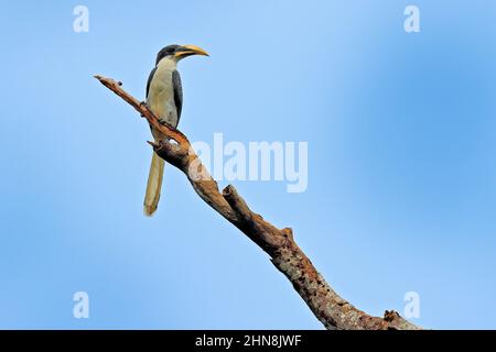 Sri Lanka Grauer Hornschnabel, Ocyceros gingalensis, Vogel mit großem Schnabel. Wildtierszene aus Sri Lanka. Vogelbeobachtungstour im tropischen Wald. Großes Schwarz Stockfoto