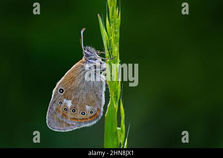 Coenonympha Glycerin, Kastanien-Wildkraut, schöner Schmetterling auf den grünen Blättern sitzend, Insekt im natürlichen Lebensraum, Frühling auf der Wiese. Europa Stockfoto