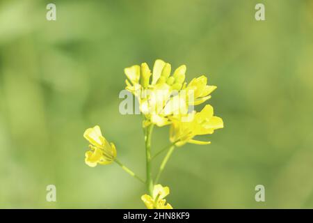 Senfgelbe Blume auf dem Bauernhof. Stockfoto