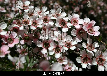 DIE GERALDTON-WACHSBLUME (CHAMELAUCIUM UNCINATUM) IST EINE BLÜHENDE PFLANZE, DIE IM WESTEN AUSTRALIENS ENDEMISCH IST. Stockfoto