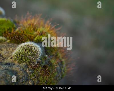 Moosklumpen an einer trockenen Steinmauer in Yorkshire, Großbritannien, fangen die Strahlen einer untergehenden Wintersonne ein. Stockfoto