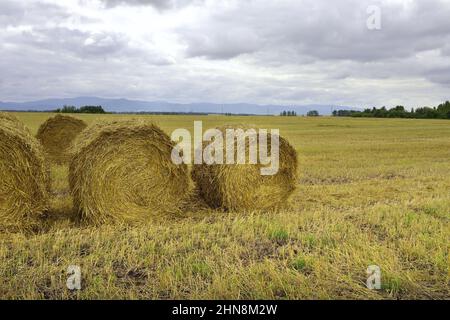 Steppe ländlichen Altai im Herbst, ein Mown Feld, Berge am Horizont. Sibirien, Russland Stockfoto