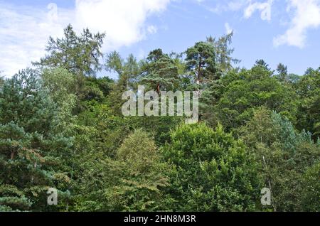 Blick auf Baumwipfel üppiger Mischwälder auf einem steilen Hang in Dunkeld, Perthshire, Schottland, Großbritannien, mit einem Hintergrund von blauem Himmel, Spätsommer. Stockfoto