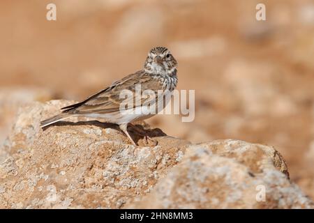 Kleine Kurzrötenlerche Stockfoto