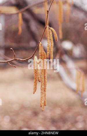 Nahaufnahme von Haselnussbaum-Kätzchen, die auf dünnem Zweig auf dem Hinterhof des Landhauses mit verschwommenem Hintergrund wachsen. Fortpflanzungssaison für Flora. Beobachten Stockfoto