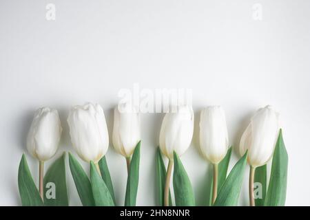 Weiße Tulpe blüht in einer Reihe auf weißem Papier. Ostern und Frühling Hintergrund Stockfoto