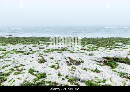 Der Seetang nach dem Sturm auf der Sandküste des Südatlantischen Ozeans. Neblig ruhiges Wasser und mestiger Strand am Morgen Stockfoto