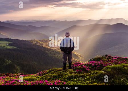 Fotograf auf einer Bergwiese, die im Sommer von Rhododendronblüten bedeckt ist. Violettes Sonnenaufgangslicht, das auf einem Vordergrund leuchtet. Landschaftsfotografie Stockfoto