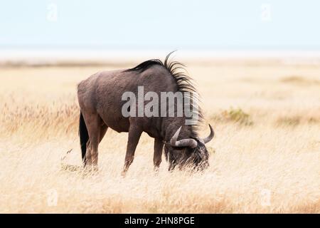 Große afrikanische Antilope GNU (Blauer Gnus, Connochaetes taurinus), die am Abend in gelb-trockenem Gras in der namibischen Savanne spazierend ist. Wildtierfotografie in Afrika Stockfoto