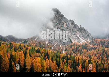 Unglaublicher Herbstblick auf die italienischen Dolomiten. Orangefarbene Lärchen Wald und neblige Berge Gipfel auf dem Hintergrund. Dolomiten, Italien. Landschaftsfotografie Stockfoto