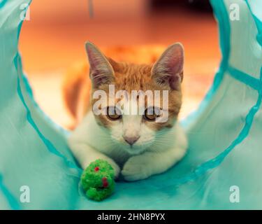 Orangefarbene Katze spielt in einem blauen Tunnel mit einem Spielzeug. Stockfoto