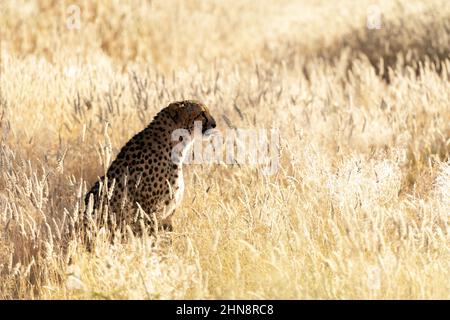 Gepard sitzt im trockenen gelben Gras der afrikanischen Savanne. Etosha Nationalpark, Namibia, Afrika. Wildtierfotografie Stockfoto