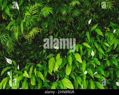 Lebende grüne Wand mit Blumen und Pflanzen, vertikaler Garten im Innenbereich, modernes Apartment-Wohnen Stockfoto